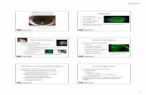 scleral lenses 101 UMSL for outline ... Scleral Lenses 101 ¢â‚¬¯the basics and beyond Julie DeKinder,
