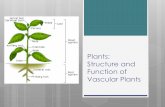 Plants: Structure and Function of Vascular Plants€¦ · Structure Loosely packed layer of mesophyll cells inside the dicot leaf Large air spaces between cells containing carbon