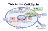This is the Cell Cycle · This is the Cell Cycle M Phase. Eukaryotic Somatic (Body) Cell Division Stages of Cell Cycle •Interphase –G1 = Growth –S = DNA replication –G2 =