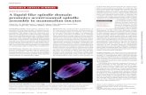OOCYTE DIVISION A liquid-like spindle domain promotes ... · oocyte maturation (fig. S11, A to C). High-resolutiontime-lapsemicroscopyoffluo-rescently labeled TACC3 further revealedthatthe