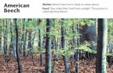 American Shelter: Beech trees live in shady to sunny ...€¦ · Predators: Foxes, skunks, raccoons, hawks, bobcats Adaptation: Robins build a nest in trees made of mud, grass, and