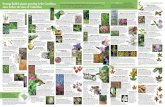 Swamp Rabbit plants growing in the Carolinas since before the … · 2016-03-10 · name refers to funeral services. Black Cherry o m Prunus serotina. Black Cherry is a favored host