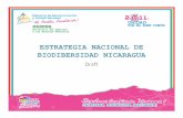 2011 Mesoamerican NBSAPCBW (Presentation by Nicaragua ... · • Tema de Nación 1: Educación Ambiental en todos los nicaragüenses • Tema de Nación 2: Más bosques para el futuro.