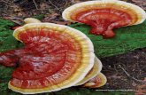 Ganoderma tsugae, courtesy D. Work. - FUNGI Mag · 2019-06-02 · Ganoderma lucidum is these species have shiny caps and can be difficult to identify actually many species, and there
