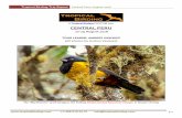 A Tropical Birding CUSTOM tour CENTRAL PERU · Tropical Birding Trip Report Central Peru: August 2016 p.+1-409-515-9110 info@tropicalbirding.com 2 Introduction: Central Peru is one