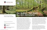 Der Braken – ein Wald aus dem Mittelalter - Harsefeld · 2015-06-23 · gesichert und die Landesforsten sorgen für eine professio-nelle Pflege und nachhaltige ökologische Waldentwicklung.