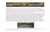© 2020 Theodore Payne Foundation for Wild Flowers & Native ...theodorepayne.org/wp-content/uploads/2020/05/WHR-WEBtext-5120-.pdftorhleaf goldeneye (Viguiera laciniata), sugar bush