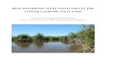 BENCHMARKING WETLAND FLORA IN THE LOWER LATROBE … · Environmental Water Management Plan (EWMP) for the lower Latrobe wetlands. The purpose of the EWMP is to ensure the health and