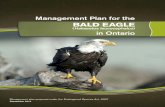(Haliaeetus leucocephalus) in Ontario · Species Act, 2007 », n’est disponible qu’en anglais en vertu du Règlement 411/97 qui en . exempte l’application de la Loi sur les