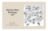 Honey Bee Biology 101.ppt - himalayanblossoms.com Files/Honeybees... · honey bee - Tend to rob other hives - Swarms frequently - Construct comb slowly - Gum up their hives with propolis