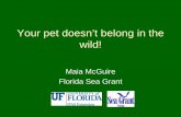 Your pet doesn’t belong in the wild! - University of Florida · • Florida has the largest wild population in the US (50-150,000 birds) • Potential agricultural pest • May