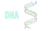 DNA stands for deoxyribose nucleic acid · • DNA replication 5’->3’ • DNA proof reading • Lagging strand, back-stitching, Okazaki fragment • Proteins involved: 1. DNA