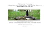 Atlantic Flyway Resident Population Canada Goose ... · PDF file RESIDENT POPULATION CANADA GOOSE MANAGEMENT PLAN EXECUTIVE SUMMARY Local-nesting or “resident” Canada geese were