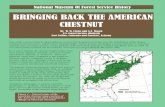 BRINGING BACK THE AMERICAN CHESTNUT · 2020-01-15 · American Chestnut continued Another chestnut relative, the Ozark chinquapin, C. ozarkensis, is a drought-tolerant shrub or tree