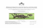 Mating behaviour and hierarchy among male …warthog has incisors and lives under relatively ruthless environment like Acacia Commiphora savanna woodland, subdesertic scrubland and