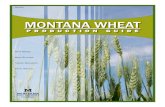 Montana Wheat - MSU Extension Carbon County wheat prod.pdf · 2020-07-10 · spring wheat, especially when moisture is adequate. Yields reported by national Agricultural Statistics
