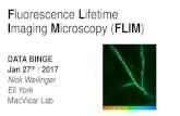 Fluorescence Lifetime Imaging Microscopy (FLIM · Jan 27th / 2017 Nick Weilinger Eli York MacVicar Lab. intensity vs lifetime imaging ... (2015) applications Imaging Ca2+ with FLIM: