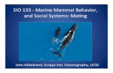 SIO$133$’$Marine$Mammal$Behavior,$ …cetus.ucsd.edu/SIO133/PDF/SIO133BehaviorMating2018.pdf · Mating system Male parental care Sexual dimorphism Breeding substrate Mating substrate