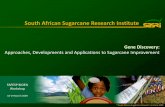 South African Sugarcane Research Institute · SUGARCANE BIOLOGY (SOURCE-SINK RELATIONSHIPS) : CURRENT RESEARCH Changes in the Leaf Associated with Internode Maturation (increased