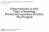 Using molecules as data. Types of homology. Primary and ... · - The alignment should be based in homology relationships (in particular, orthology) Homology, orthology and paralogy