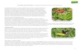A Garden for Butterflies: Creating a Butterfly Garden in ... · 2 The second type is a nectar plant.This is a plant that a butterfly uses as a food source for nectar. It is important