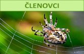 Prezentace aplikace PowerPointŒlenovci-pavoukovci.pdf · Prezentace aplikace PowerPoint Author: Kacka Created Date: 2/6/2018 9:37:13 PM ...