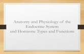 Anatomy and Physiology of the Endocrine System and Hormone ...… · Anatomy and Physiology of the Endocrine System and Hormone Types and Functions. 2 Introduction Key functions of