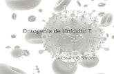 Ontogenia de Linfócito Tprofbio.com.br/aulas/inunologia_1_aula_03.pdfOntogenia de linfócito B •Célula B madura – órgãos linfoide secundários –Célula B1- caracterizadas