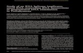 Study of an RNA helicase implicates small RNA–noncoding ... · Study of an RNA helicase implicates small RNA–noncoding RNA interactions in programmed DNA elimination in Tetrahymena
