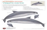 Plantillas para recortar Vaquita marina · La vaquita marina es el único mamífero marino originario de México y el más pequeño de los cetáceos del mundo. Conoce a la vaquita