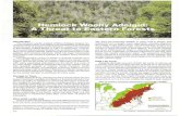 Hemlock woolly adelgid: a threat to eastern forests · Laricobius beetles in the family Derodontidae are specialist predators of adelgids. In 1997, a predator native to western NATIONAL
