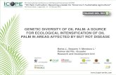 GENETIC DIVERSITY OF OIL PALM: A SOURCE FOR ECOLOGICAL ...palmardelrio.com/...Presentation_PDR_-_Ecuador.pdf · Hybrids OxG – PDR Taisha The Taisha OxG materials - PDR are tolerant