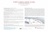 THP1-ASC-GFP cells TDS | Data sheet | InvivoGen · ASC, NLRP3 and pro-caspase-1. THP1-ASC-GFP cells stably express an 37.6 kDa ASC::GFP fusion protein that enables the visual monitoring