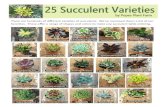 There are hundreds of different varieties of succulents ... · Haworthia Big Band ECheveria Hagaii Tolimanensis Haworthia Herbacea Aptenia Variegated Patsy String of Pearls Senecio