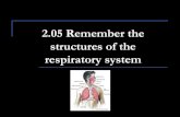2.03 Understand the respiratory systemcmacijewski.weebly.com/uploads/3/1/1/3/31132743/2... · respiratory system 15 Structures of the Lower Respiratory System Mediastinum A septum