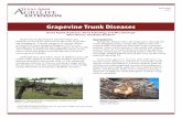 Grapevine Trunk Diseases - Aggie Horticultureaggie-horticulture.tamu.edu/vitwine/files/2017/04/Grapevine-Trunk-disease.pdfonly GTD with a typical berry symptom, called “black measles,”