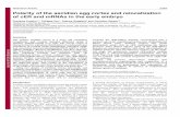 Polarity of the ascidian egg cortex and relocalization of cER and … · 2005-05-19 · Cortical polarity in ascidian eggs and embryos 2395 We now report the evolution of cortical