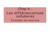 Chap 6 : Les différenciations cellulairesbhpicard.free.fr/Files/bcm_6_differenciation_neurone.pdf · Au début du développement de l'organisme, les cellules peuvent devenir n'importe