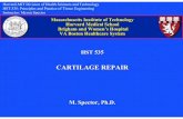 CARTILAGE REPAIR - MIT OpenCourseWare 3 mo. Hyaline cartilage (some articular cartilage), fibrocartilage,