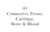 03 Connective Tissue, Cartilage, Bone & Blood · Cartilage, Bone & Blood. 03-001 Connective Tissue. 03-01. Mesenchyme. Human embryo, H-E stain, x 160. 03-02. Mucous connective tissue