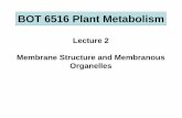BOT 6516 Plant Metabolism - University of Floridahort.ufl.edu/faculty/guy/bot6516/Lecture 2.pdf · gluconeogenesis and the other linked with photorepiration, ROS metabolism and amino