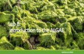 Lab 8: Introduction to the ALGAEfac.ksu.edu.sa/sites/default/files/algae_lab_9_0.pdfPhaeophyta (Brown Algae) - Brown algae are multicellular. - They grow on rocks in shallow water