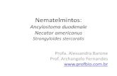 Nematelmintosprofbio.com.br/aulas/ac2_11.pdf · 2018-05-21 · Nematelmintos: Ancylostoma duodenale Necator americanus Strongyloides stercoralis Profa. Alessandra Barone Prof. Archangelo