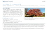 Acer rubrum: Red Maple - University of FloridaRed maple has an oval shape and is a fast grower with strong wood, reaching a height of 75 feet. Unless irrigated or on a wet site, Red
