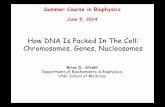 How DNA Is Packed In The Cell: Chromosomes, Genes, …€¦ · 05/06/2014  · Chromosomes, Genes, Nucleosomes. Brian D. Strahl. Department of Biochemistry & Biophysics. UNC-School