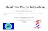 Membrane-Protein Membrane Proteins and Molecular Transport (By a novice) Membranes are ubiquitous. Membranes