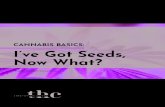 CANNABIS BASICS: I’ve Got Seeds, Now What? · stored. Cannabis seeds are capable of germinating for several years, but the seed viability declines year over year. There have been