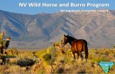 Wild Horse and Burro Program - Nevadasagebrusheco.nv.gov/uploadedFiles/sagebrusheconvgov/... · 2014-03-16 · Wild Horse Annie Act of 1959 Made it illegal to use an aircraft or motor