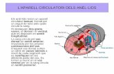L’APARELL CIRCULATORI DELS ANÈL·LIDS · PDF file L’APARELL CIRCULATORI DELS ANÈL·LIDS Els anèl·lids tenen un aparell circulatori tancat, format per un seguit de tubs pels