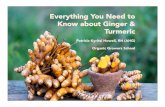 Everything Ginger Turmeric - Organic Growers School Everything You Need to Know about Ginger & Turmeric
